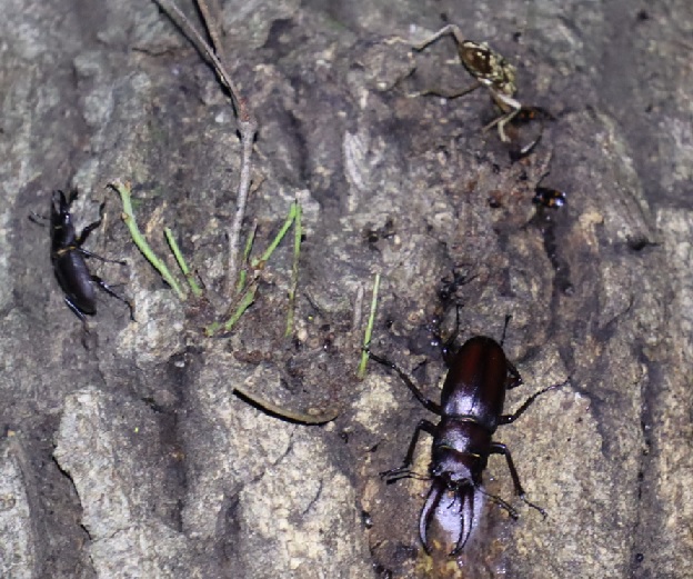ノコギリクワガタ♂、コクワガタ♂、キマダラカミキリ_凄いコナラ_2023年5月30日20時45分 気温19.9度